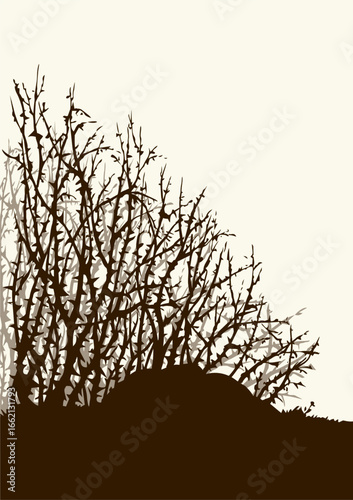 Vector drawing. The thorn bushes