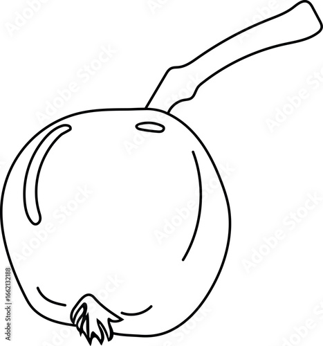 Coloring page with fruit of rowan (Sorbus aucuparia) isolated on white background	