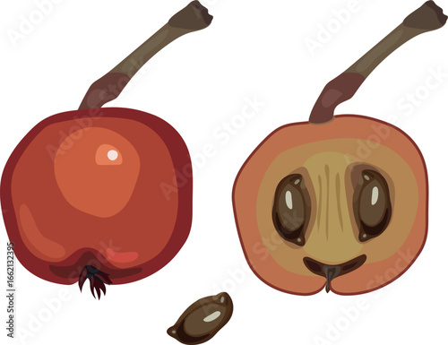 Red fruit of rowan (Sorbus aucuparia), cross section of rowan berry and seed isolated on white background	