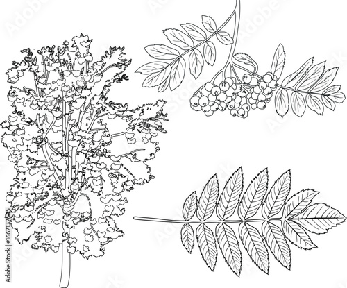 Coloring page with large rowan tree (Sorbus aucuparia) with many berries in crown, bunch of rowan berries and leaf isolated on white background
