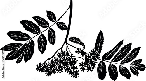 Black silhouette of inflorescence of rowan tree (Sorbus aucuparia) with  leaves isolated on white background