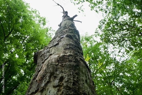 old tree rots in the green forest