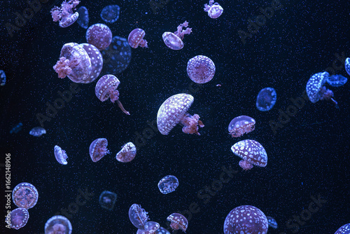 Group of Mastigias papua or spotted lagoon jellyfish drifting gracefully in deep blue water of aquarium. Animal, aquatic organism, underwater life, biodiversity