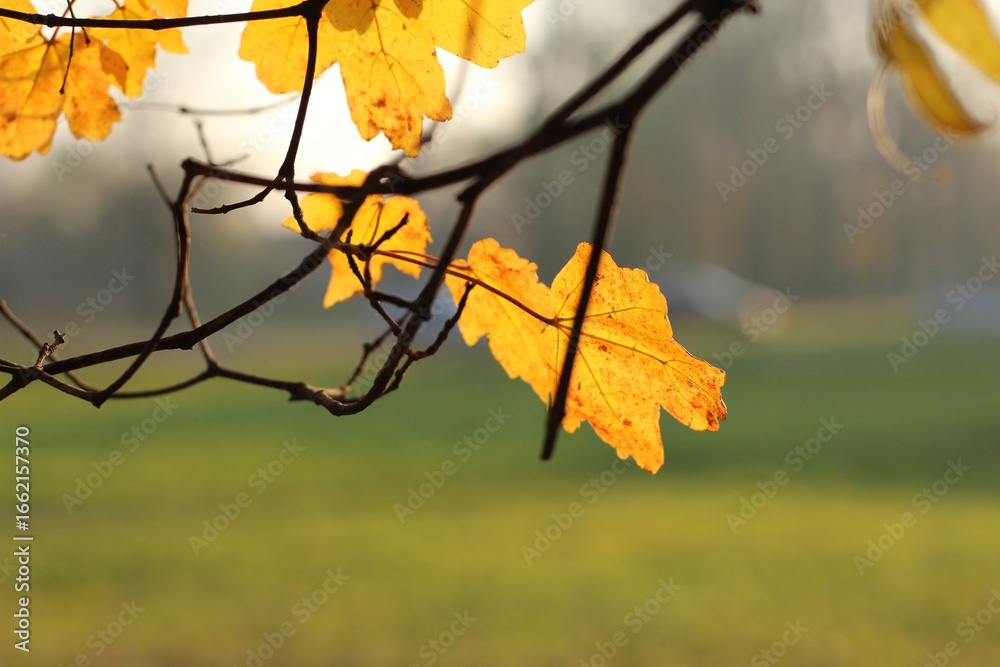 Obraz premium Golden autumn oak leaf on a branch in sunlight with blurred background.
