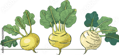 Three Yellow Kohlrabi Vegetables with Green Leaves on White Background