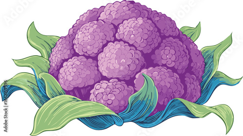 Purple Cauliflower Head with Blue and Green Leaves