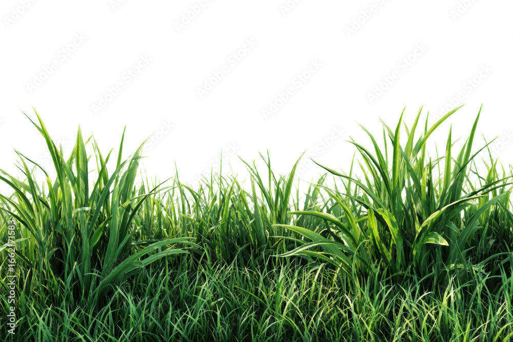 Fototapeta premium Fresh tall green grass field lawn isolated on white background