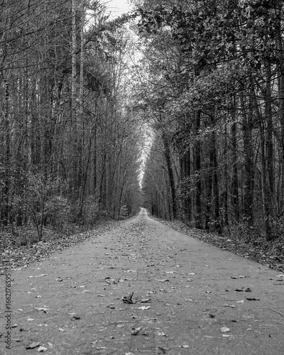 moody autumn pathway
