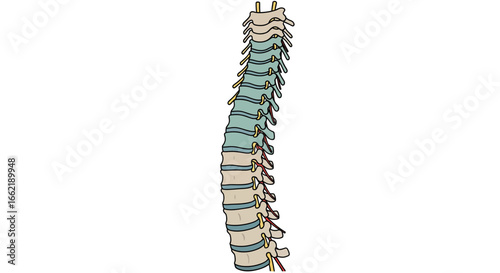Illustration of the human vertebral column, also known as the spine, showing its natural curvature and support structures
