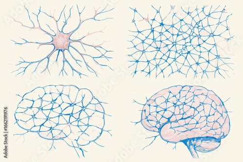 Neural Networks: Brain Structure and Neuron Connection Illustration