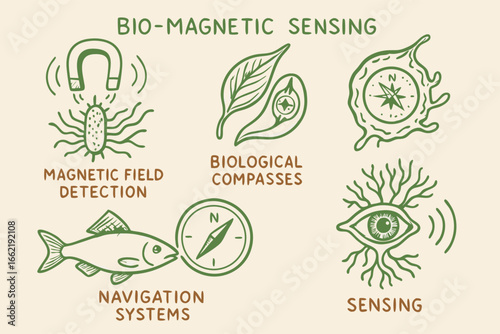 Bio-Magnetic Sensing and Navigation Illustration