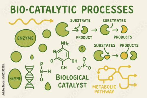 Bio-catalytic Processes Diagram: Enzymes, Substrates, Products, and Metabolic Pathway Illustration