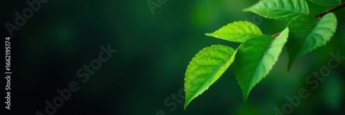 Vibrant green leaves, sharply focused, dark backdrop, photography, tropical