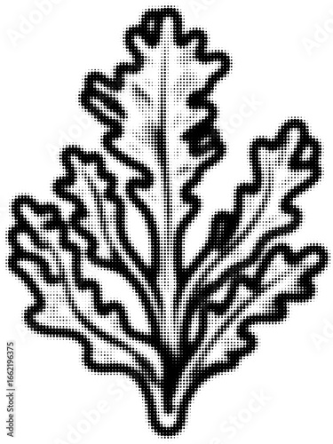 Graphical black and white dotted kale leaf. Vector illustration