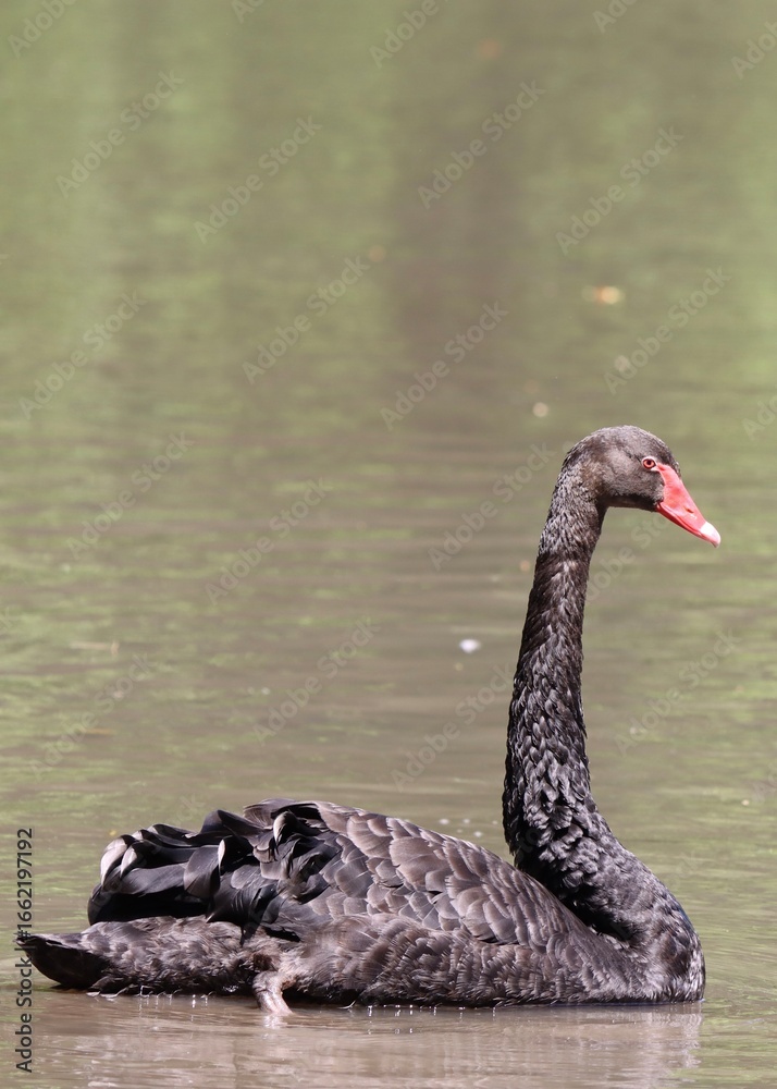 Fototapeta premium A black Swan on the lake