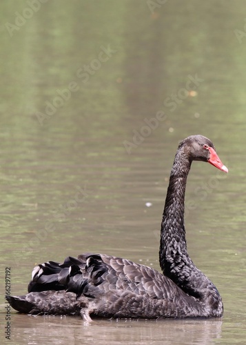 A black Swan on the lake