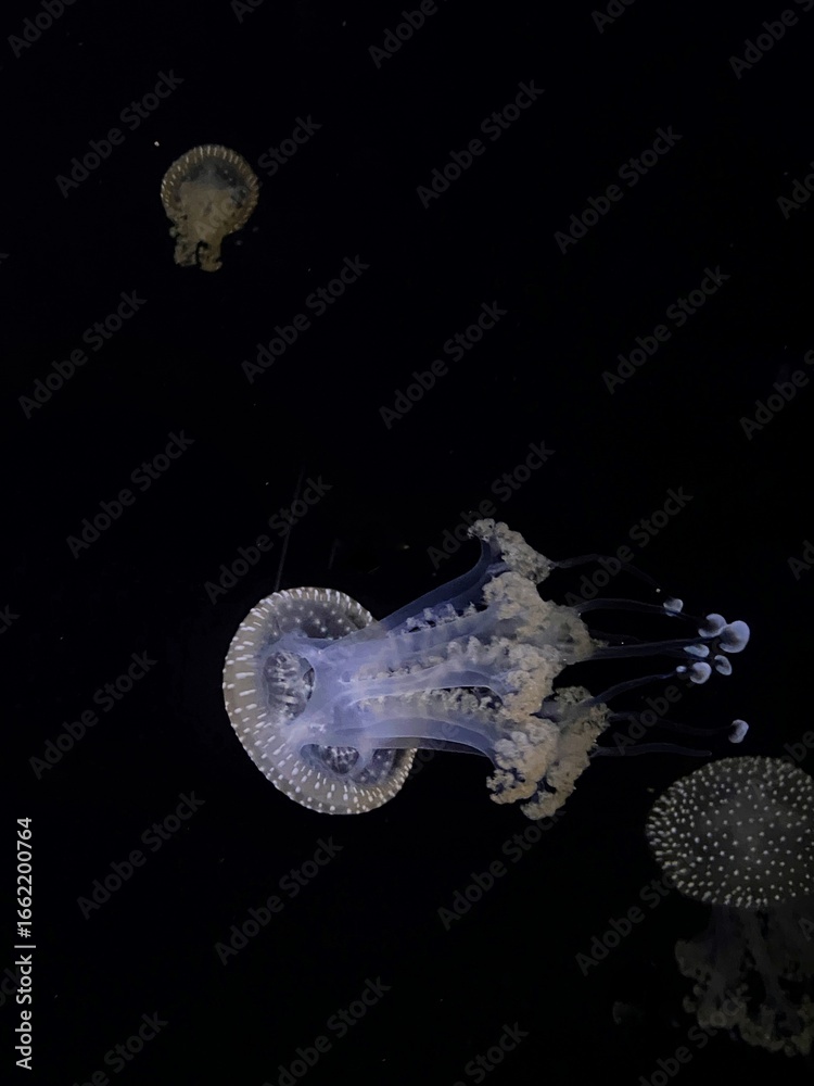 Obraz premium Beautiful jellyfish in the neon light in aquarium.