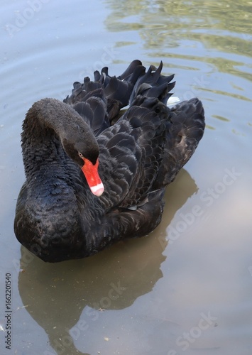 black swan on the lake, France