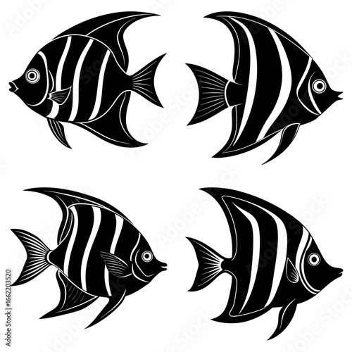 Four black and white striped angelfish arranged in a symmetrical pattern on a white background design