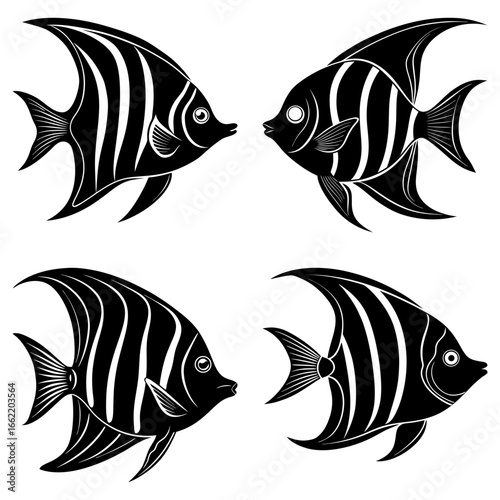 Four black and white striped angelfish facing each other in a symmetrical arrangement on white background