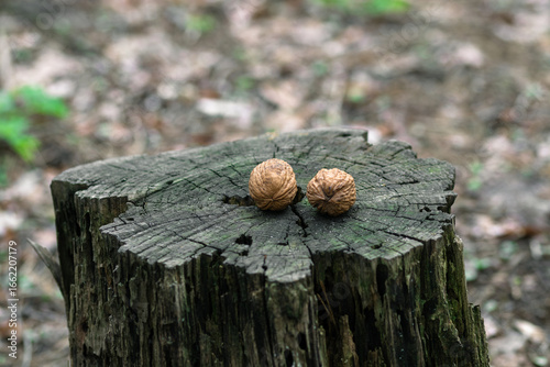 Walnuts on an old rotten stump in the forest