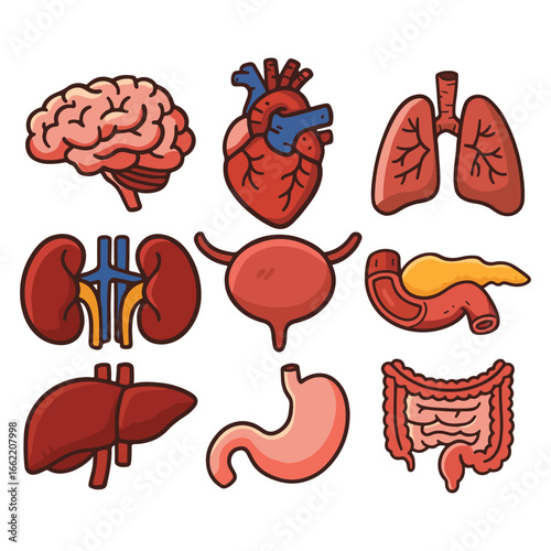 cute cartoon-style human organs