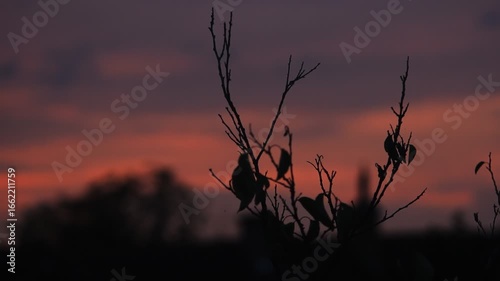 Beautiful sunset footage showing dark tree branches in silhouette against a relaxing orange and purple sky.