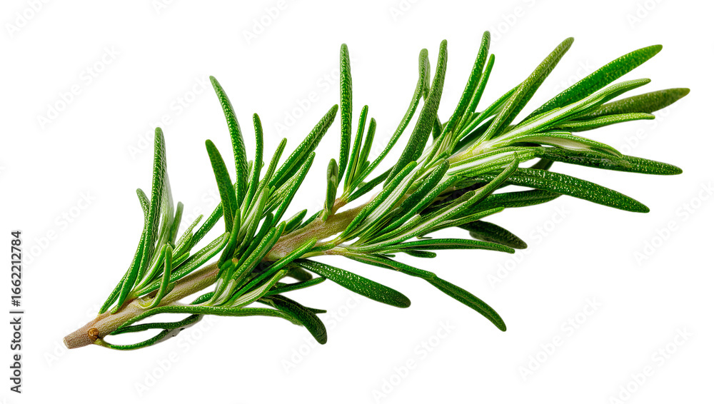Fototapeta premium A green leafy plant with a stem