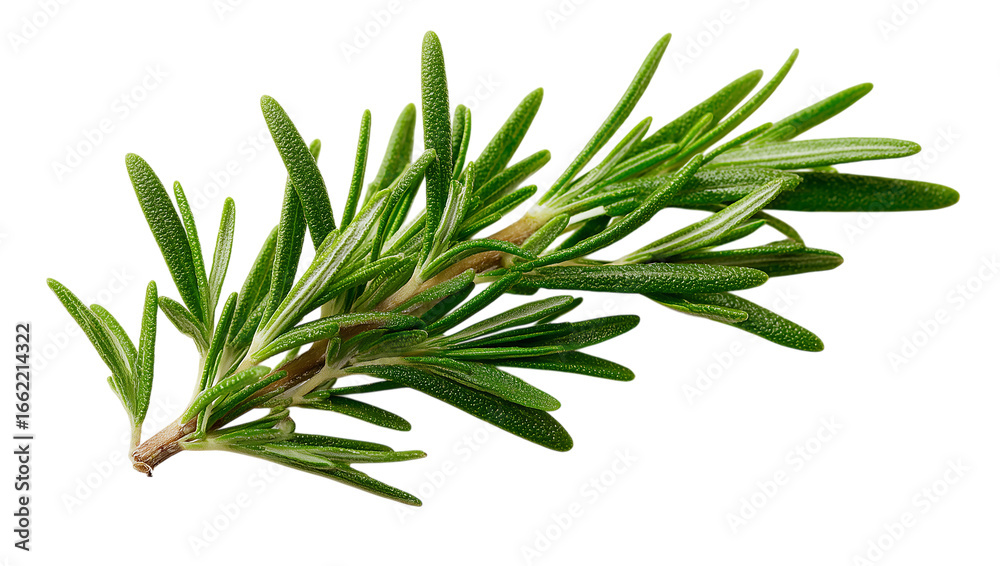 Fototapeta premium A green leafy plant with a stem