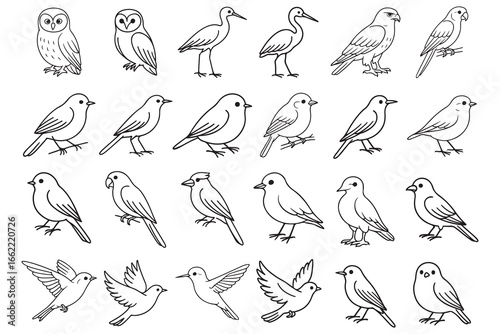 Bird Line Art  Illustrations: Owls, Waders, Songbirds, and Parrots in a Minimalist Style.