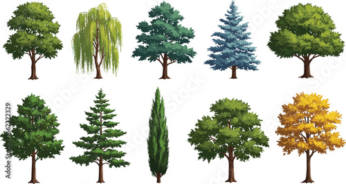 Realistic tree illustration set, deciduous and coniferous species, seasonal foliage, green and autumn colors, isolated nature elements