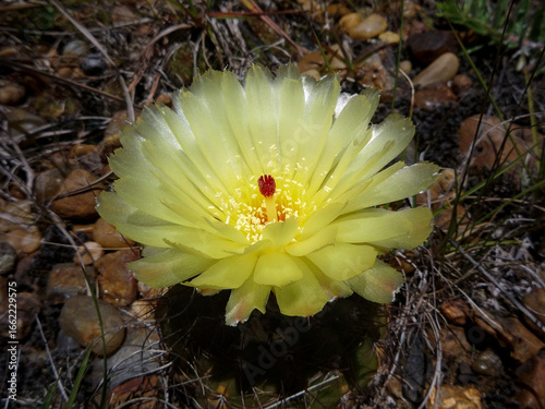 Flor de Cactus serrano