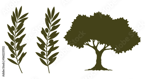 Olive tree and leaves in dark green silhouette on white background
