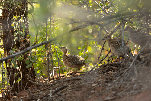 Three Chukar chicks stand on a gentle slope in the soft dappled light beneath the trees and bushes on a mountain in Southern Utah USA on a sunny summer day.