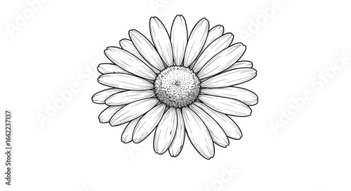 Detailed black and white line art of a daisy flower on white background