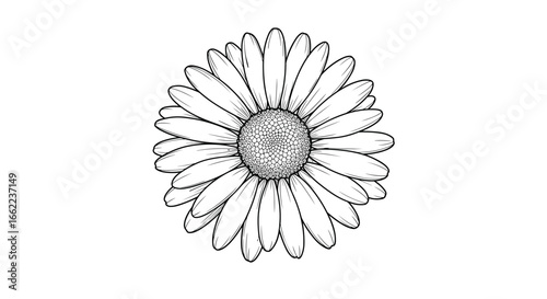Detailed black and white linear drawing of a daisy flower with petals