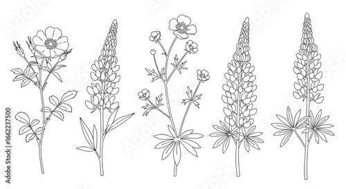 Line art of wildflowers: delicate botanical outlines with lupine and buttercup