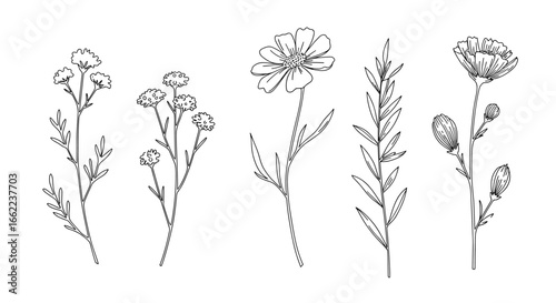 Botanical collection: hand-drawn floral line art of diverse flowers and stems