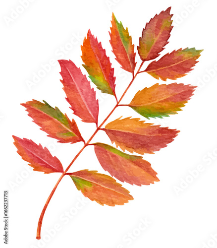 Vector watercolor autumn rowan branch with red, orange and yellow leaves. Isolated on white background.Perfect for harvest, organic and packaging design.