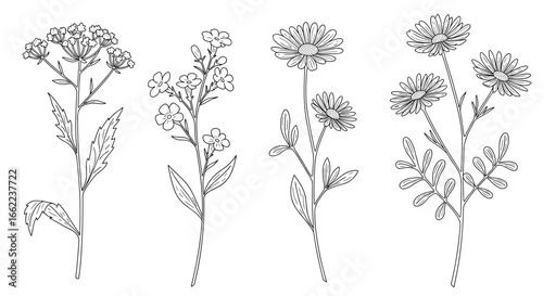 Detailed botanical line art featuring delicate wildflower stems in black and white