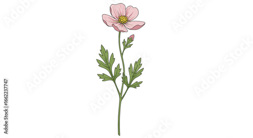 Delicate pink flower with green leaves on white background