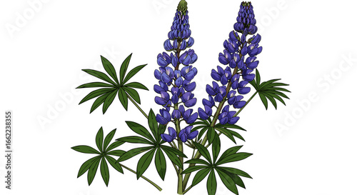 Realistic purple lupine flowers with green leaves on white background