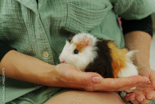 Lively guinea pig rests on a hand, its soft fur showcasing vibrant patches, a nurturing home