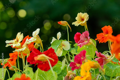 Colorful blooms of Tropaeolum majus, the garden nasturtium