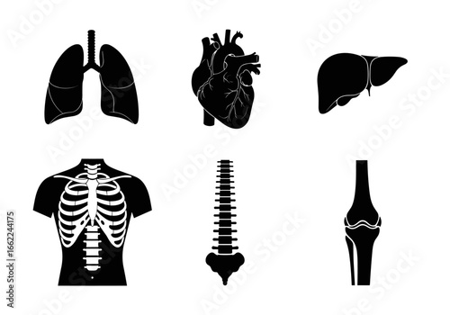 Anatomical illustrations displaying lungs heart liver torso spine and knee joint in silhouette style art