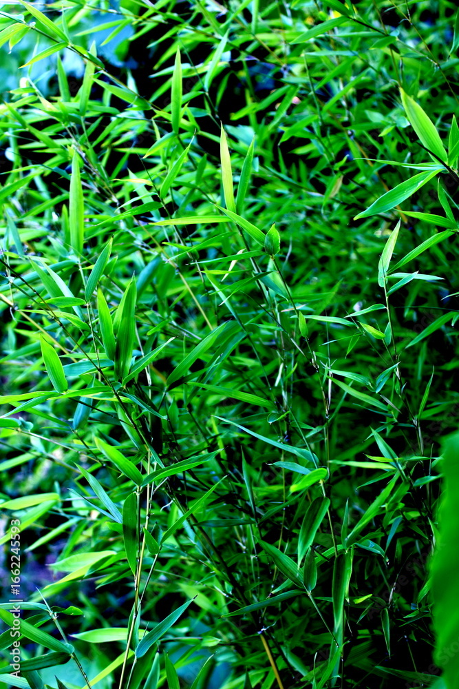 Obraz premium Green bamboo leaves close-up in natural sunlight Close-up view of fresh green bamboo leaves in natural sunlight. Vibrant texture and organic background, perfect for eco themes, nature concepts.
