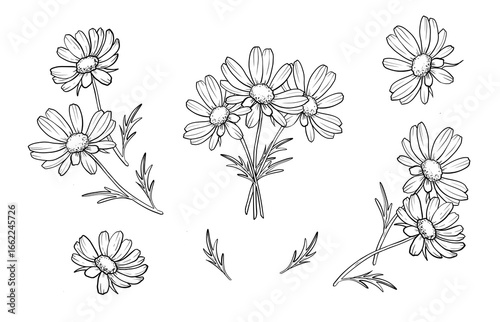 A set of black and white sketch illustration flowers isolated individual daisies, bouquets, leaves, petals for summer and spring design.