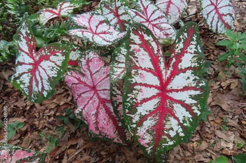 Colorful Caladium leaves in Florida zoological garden, closeup