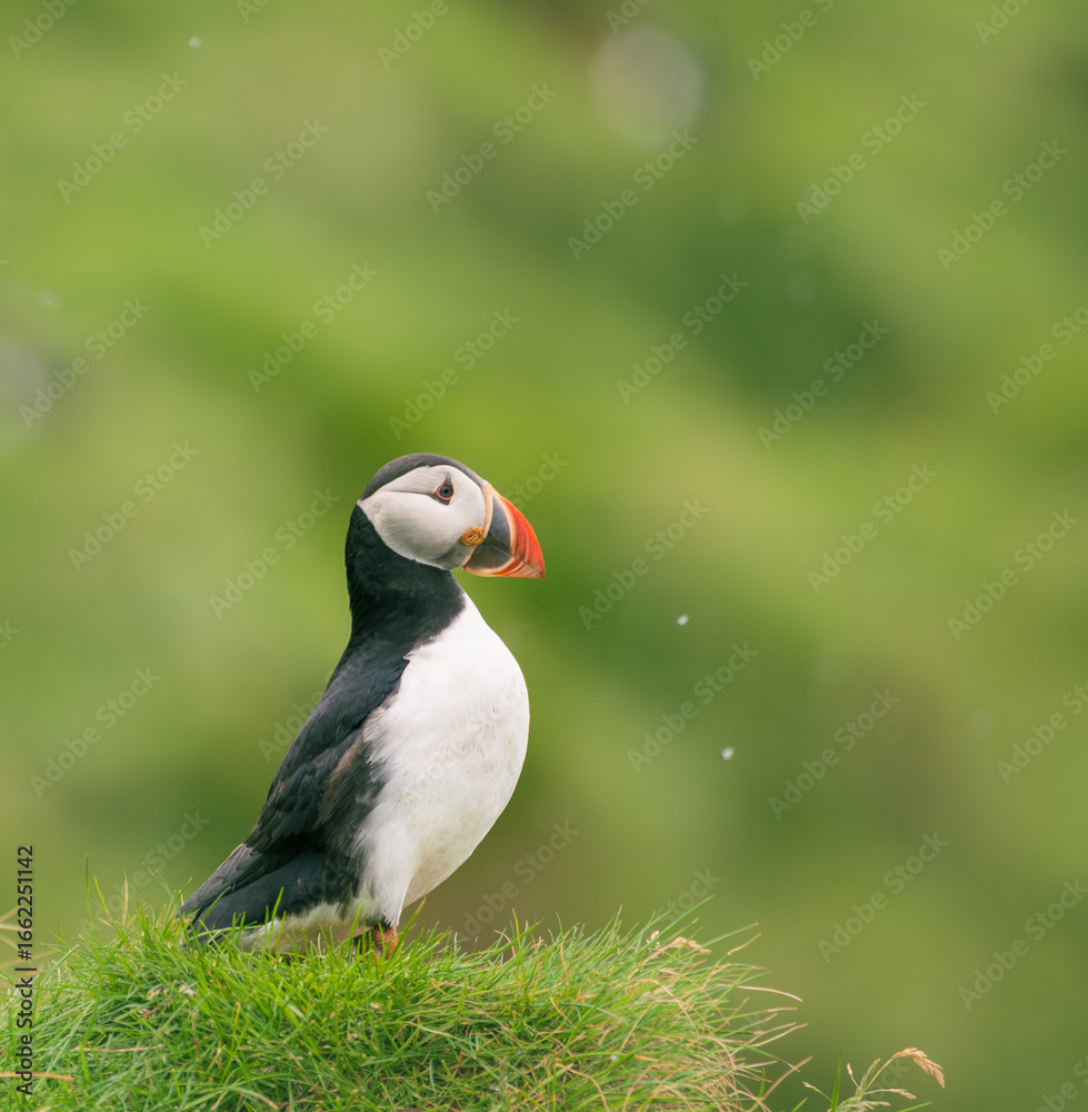 Naklejka premium atlantic puffin or common puffin