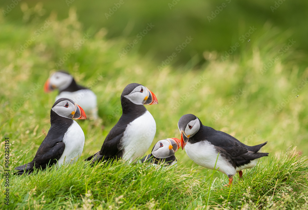 Fototapeta premium atlantic puffin or common puffin colony